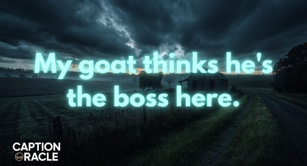 Funny Farm Captions